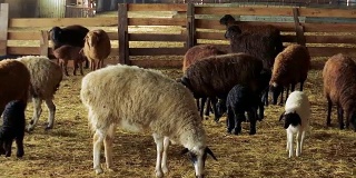 羊。在农场饲养羊羔。绵羊和小羊羔在羊圈里。滑块
