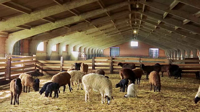 羊。在农场饲养羊羔。绵羊和羊羔在羊圈里