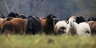 羊。在农场饲养羊羔。绵羊在草地上吃草