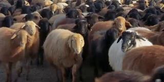 羊。在农场饲养羊羔。绵羊在草地上吃草