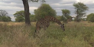 近距离观察:野生长颈鹿在炎热的草原树荫下吃草