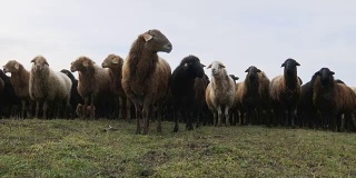 羊。在农场饲养羊羔。在草地上吃草的绵羊