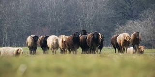 羊。在农场饲养羊羔。在草地上吃草的绵羊。滑块2