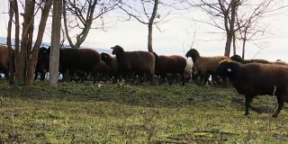 羊。在农场饲养羊羔。在草地上吃草的绵羊