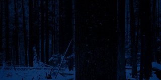 雪域森林夜晚的过路树
