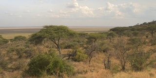 非洲塞伦盖蒂的茂密的金合欢林地和无边无际的大草原平原