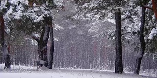 冬天飘落的松林和飘雪的圣诞树