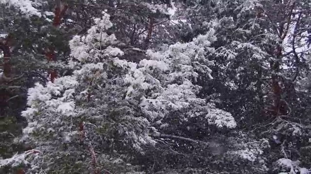 冬天飘落的松林和飘雪的圣诞树