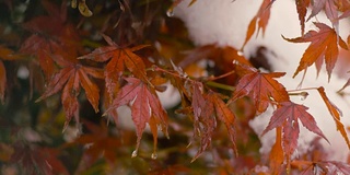 《秋叶与雪花》，日本东京武藏野，4K拍摄