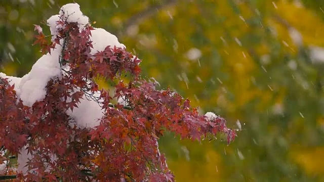 《秋叶与雪花》，日本东京武藏野，4K拍摄