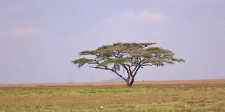 空中的:雄伟孤独的金合欢树矗立在野生动物园的风景中