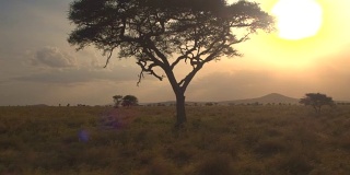近距离观察:在非洲荒野中，大而茂盛的金合欢树映衬着金色的夕阳