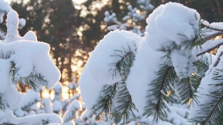 冬日的阳光穿过白雪覆盖的冷杉树枝视频素材模板下载