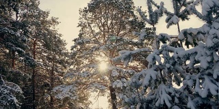 冬日霜冻的圣诞森林里的日落