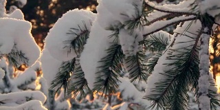 冬日的阳光穿过白雪覆盖的冷杉树枝