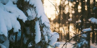 冰雪森林里寒冷的冬日日落。