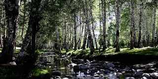 白桦林和小溪