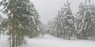 森林公园的降雪。冬天的风景在白雪覆盖的树林。大雪。暴风雪和下雪的道路在一个寒冷的冬天