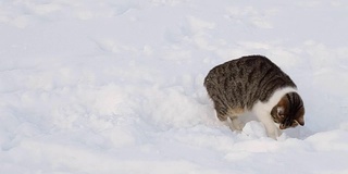 冬天雪地里美丽的猫