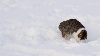冬天雪地里美丽的猫视频素材模板下载