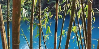 湖和竹子