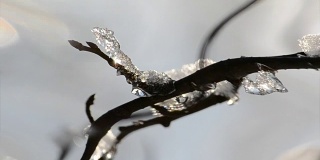 冰在树枝上。太阳和霜冻。