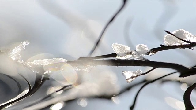 冰在树枝上。太阳和霜冻。