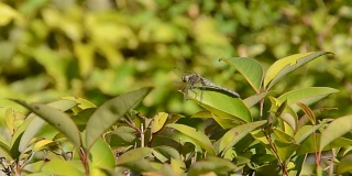 美丽的蜻蜓停在树枝上
