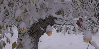 雪花飘落在花园里苹果树和苹果