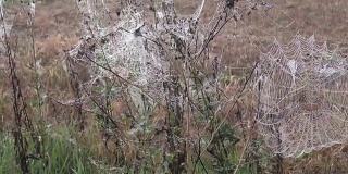 草地上的蜘蛛网和薄雾中空旷的收割过的田野