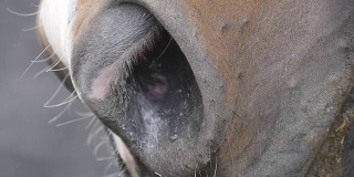马的鼻孔靠近了。特写慢动作的纯种马的口吻细节。