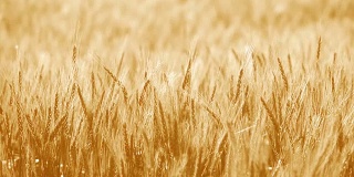 田间的软棕大麦
