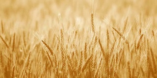 田间的软棕大麦
