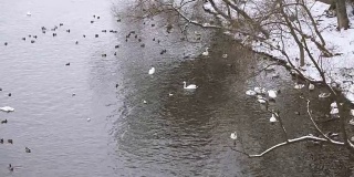 冬天，布拉格伏尔塔瓦河畔的雪下，鸟儿、天鹅和鸭子