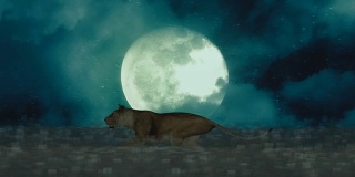 在满月的背景下，母狮在夜晚奔跑