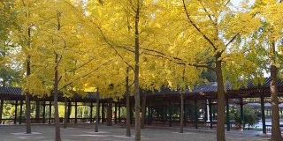 Panning:中式阳台属于黄枫树