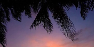 海滩上美丽的日落，有棕榈树和小船。