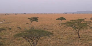 空中拍摄:日出时，金合欢树遍布在一望无际的草原上