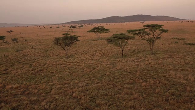照片:日落时分美丽的非洲大草原上点缀着金合欢树