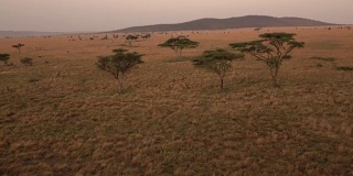 照片:日落时分美丽的非洲大草原上点缀着金合欢树