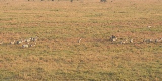 摄影:日落时分，一大群斑马在草原上奔跑