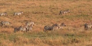 近距离观察:在金色的夕阳下，成群的野生斑马在草原上奔跑