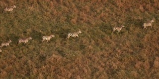 近距离观察:在金色的夕阳下，野生斑马在草原上排成一行奔驰