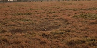 近距离观察:鬣狗躺在野生动物园的大草原短草地上嚎叫