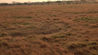 近距离观察:鬣狗躺在野生动物园的大草原短草地上嚎叫视频素材模板下载