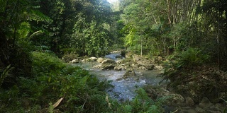 雨林中的河流