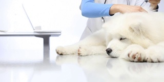兽医用注射器给宠物狗注射疫苗