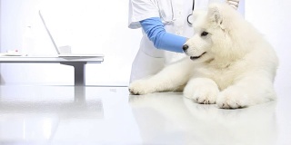 兽医用注射器给宠物狗注射疫苗