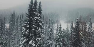 飞过白雪覆盖的森林