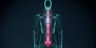 疼痛的椎骨的3d渲染图。医学概念动画。